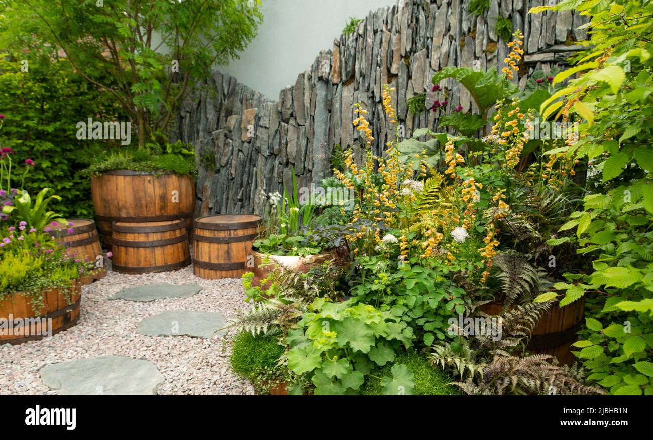 Digitalis parviflora, Thalacitrom and Alchemilla mollis and Ferns surrounded by planters made from Scottish whisky casks in the The Still Garden. Stock Photo