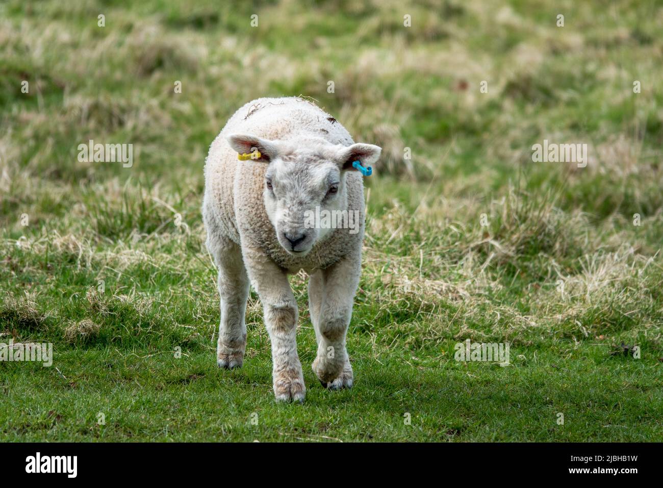 close up portrait of a pretty lamb in the English countryside Stock Photo