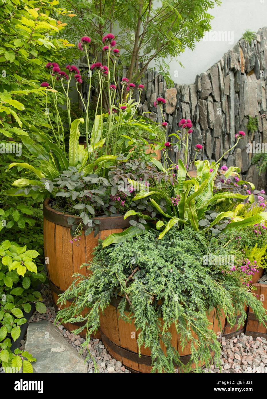 Planters made from Scottish whisky casks filled with plants including Asplenium scolopendrium - Hart’s Tongue Fern, Erica, Juniperus squamata ‘Blue Ca Stock Photo