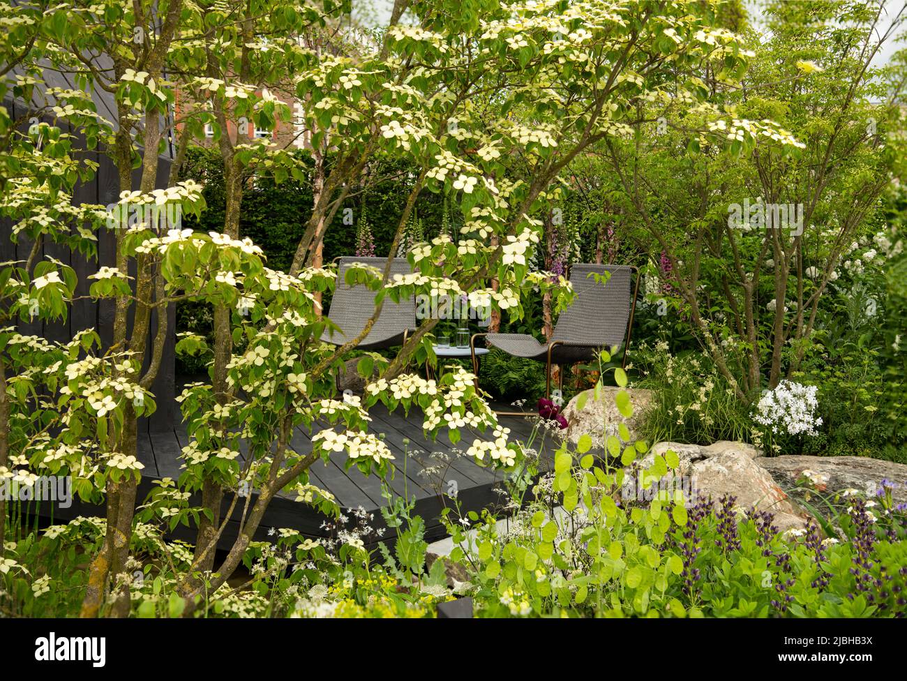 Cornus kousa around a decked seating area in A Garden Sanctuary designed by Tony Woods at the RHS Chelsea Flower Show 2022 Stock Photo
