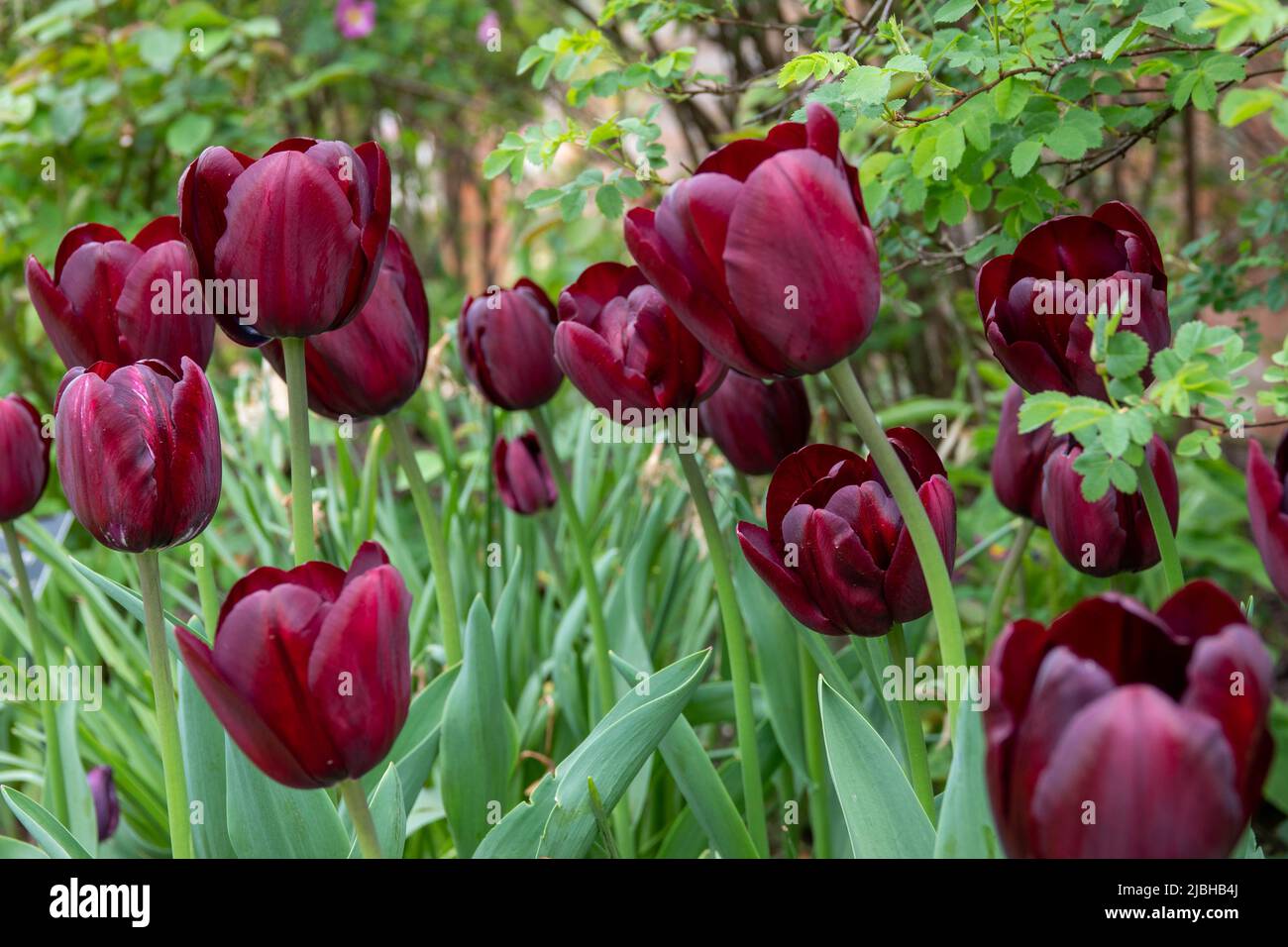 beautiful burgundy tulips in the spirngtime Stock Photo