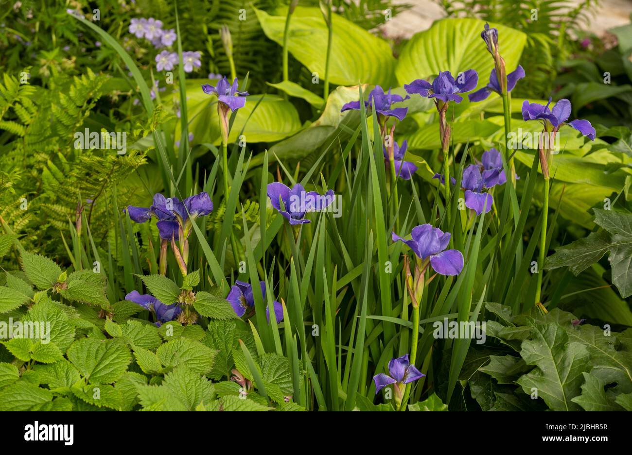 Iris sibirica ‘Silver Edge’ in the RNLI Garden designed by Chris Beardshaw. Stock Photo