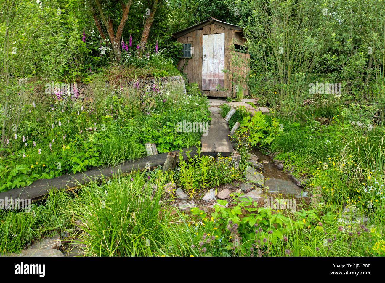 A viewing hide, wooden walkway and a stream surrounded by wildflowers and trees in A Rewilding Britain Garden designed by Lulu Urquart and Adam Hunt. Stock Photo