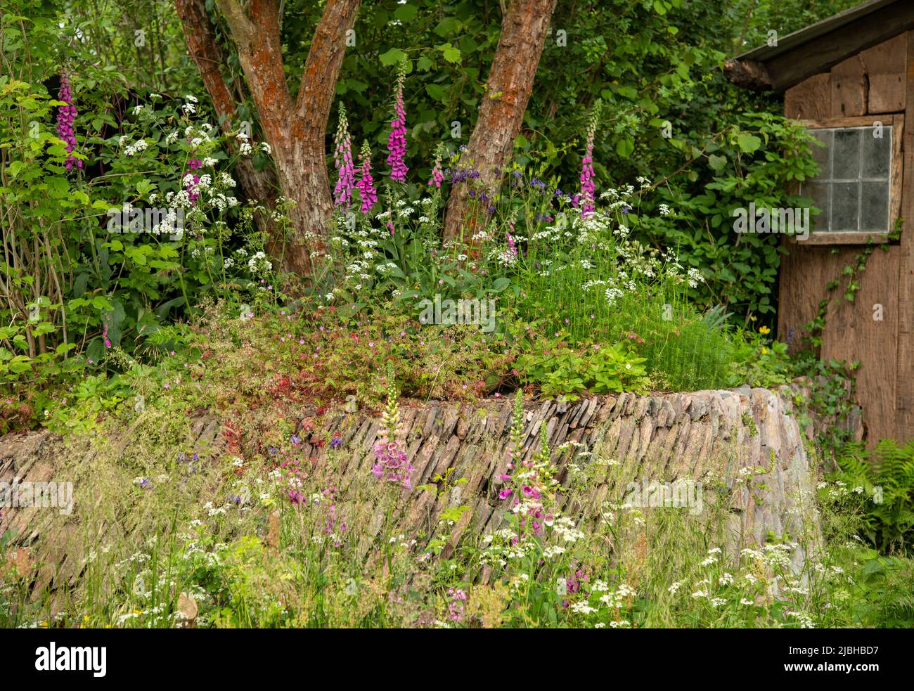 Digitalis purpurea and Valeriana officinalis - Common valerian around a West Country stone wall in the A Wilding Britain Landscape Garden winner of th Stock Photo
