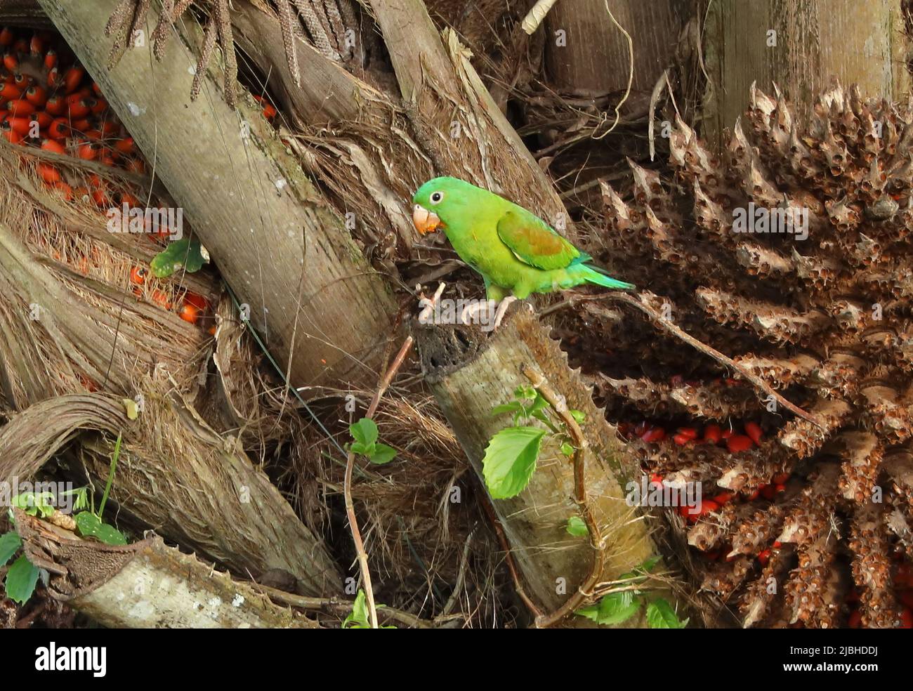 Orange-chinned Parakeet (Brotogeris jugularis jugularis) adult perched in fruiting palm treeCosta Rica                March Stock Photo