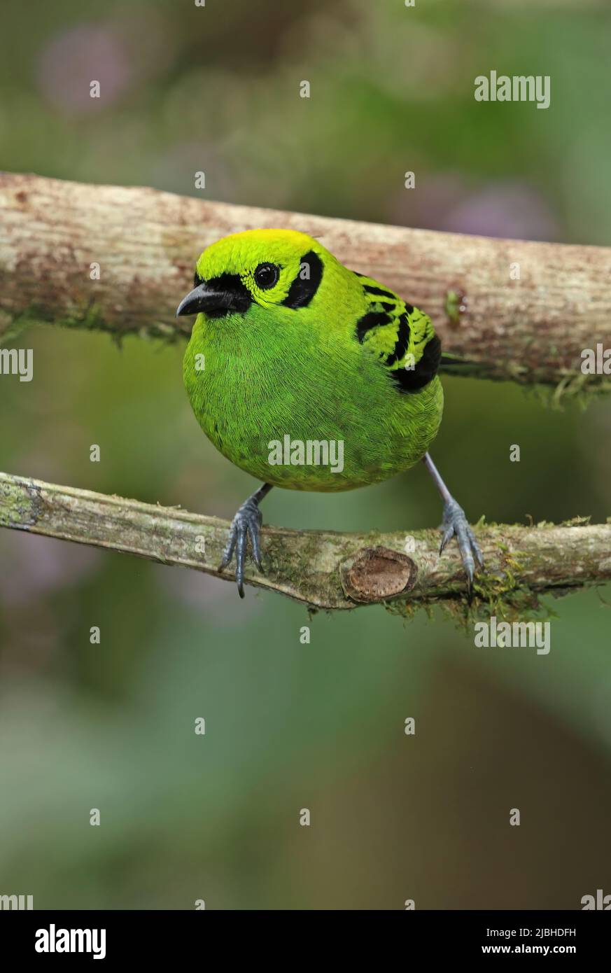 Emerald Tanager (Tangara florida) adult perched on branch Costa Rica                       March Stock Photo
