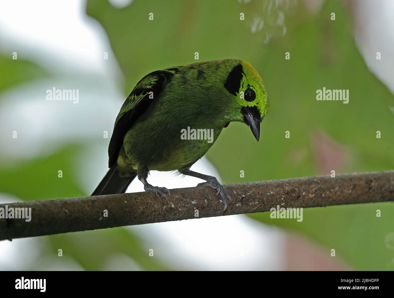 Emerald Tanager (Tangara florida) adult perched on branch, looking down Costa Rica                       March Stock Photo