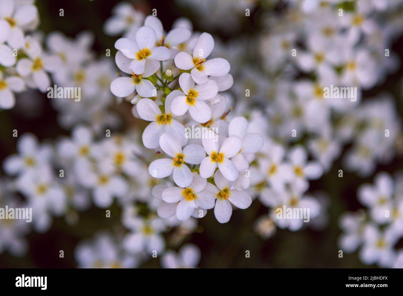 Close up beautiful blooming Arabis caucasica, garden arabis or mountain rock cress white flowers, growing on the meadow Stock Photo