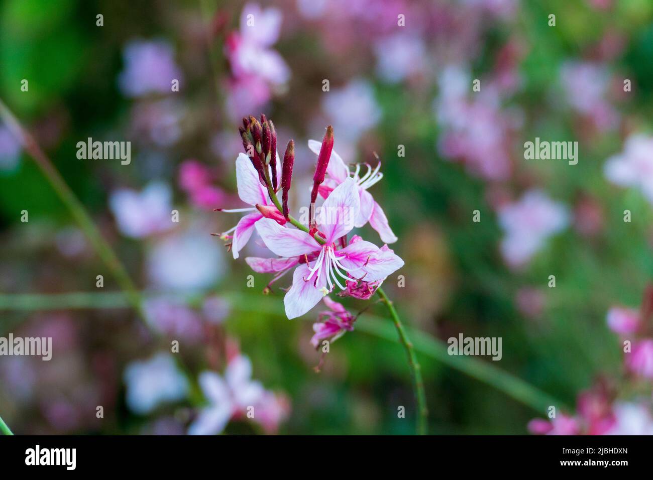 weiß Pink farbene Prachtkerze Whirling Blüte mit unscharfem Hintergrund Stock Photo