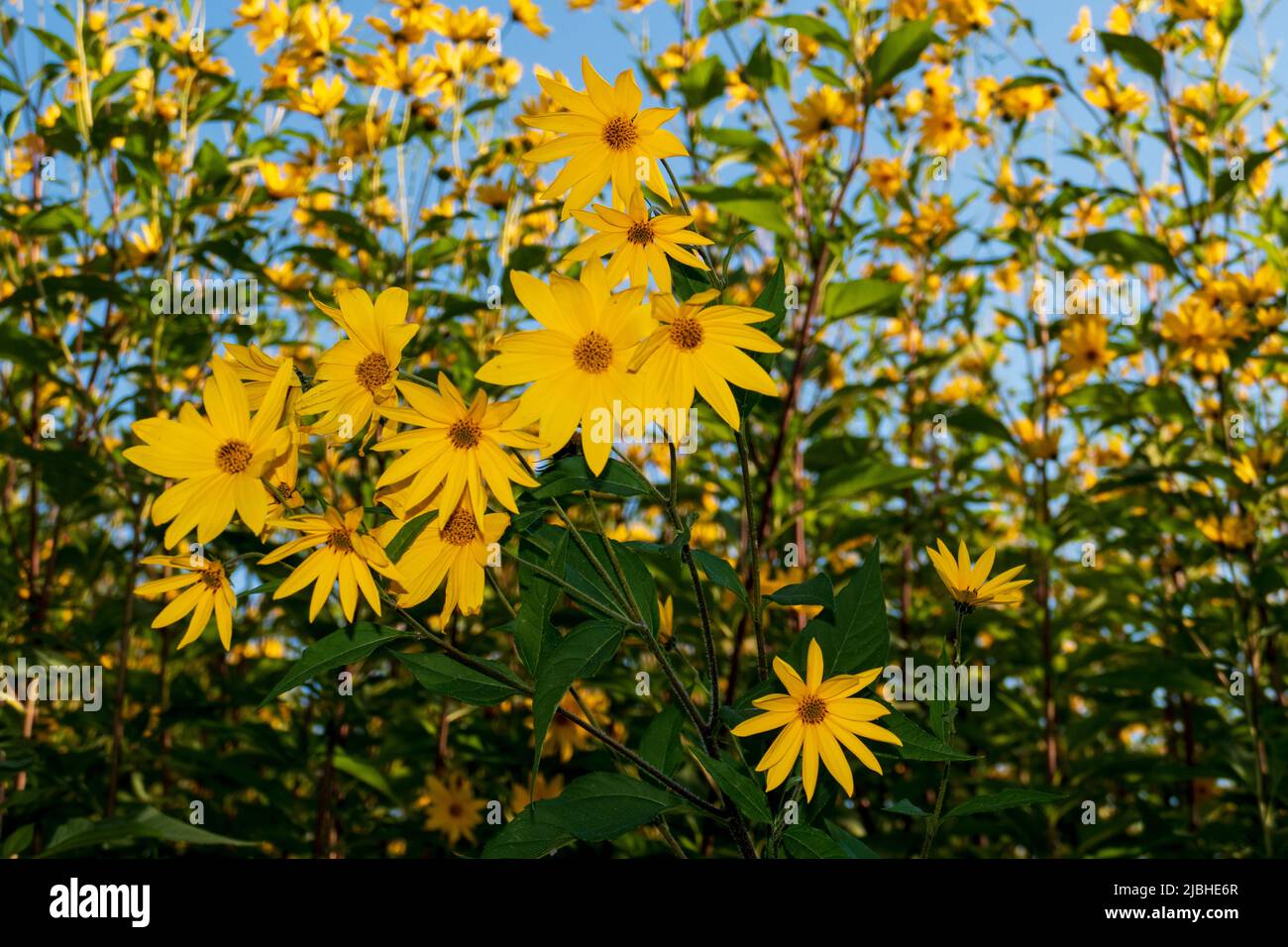Topinambur,  Erdäpfler Blüte vor blauem Himmel Hintergrund Stock Photo