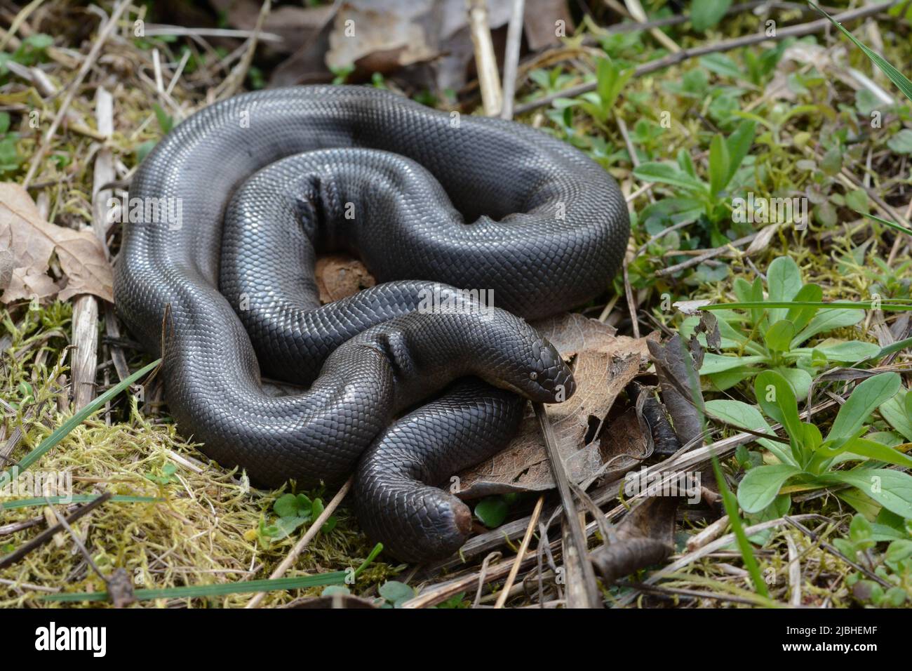 A Northern Rubber Boa (Charina bottae) from Thurston County, Washington