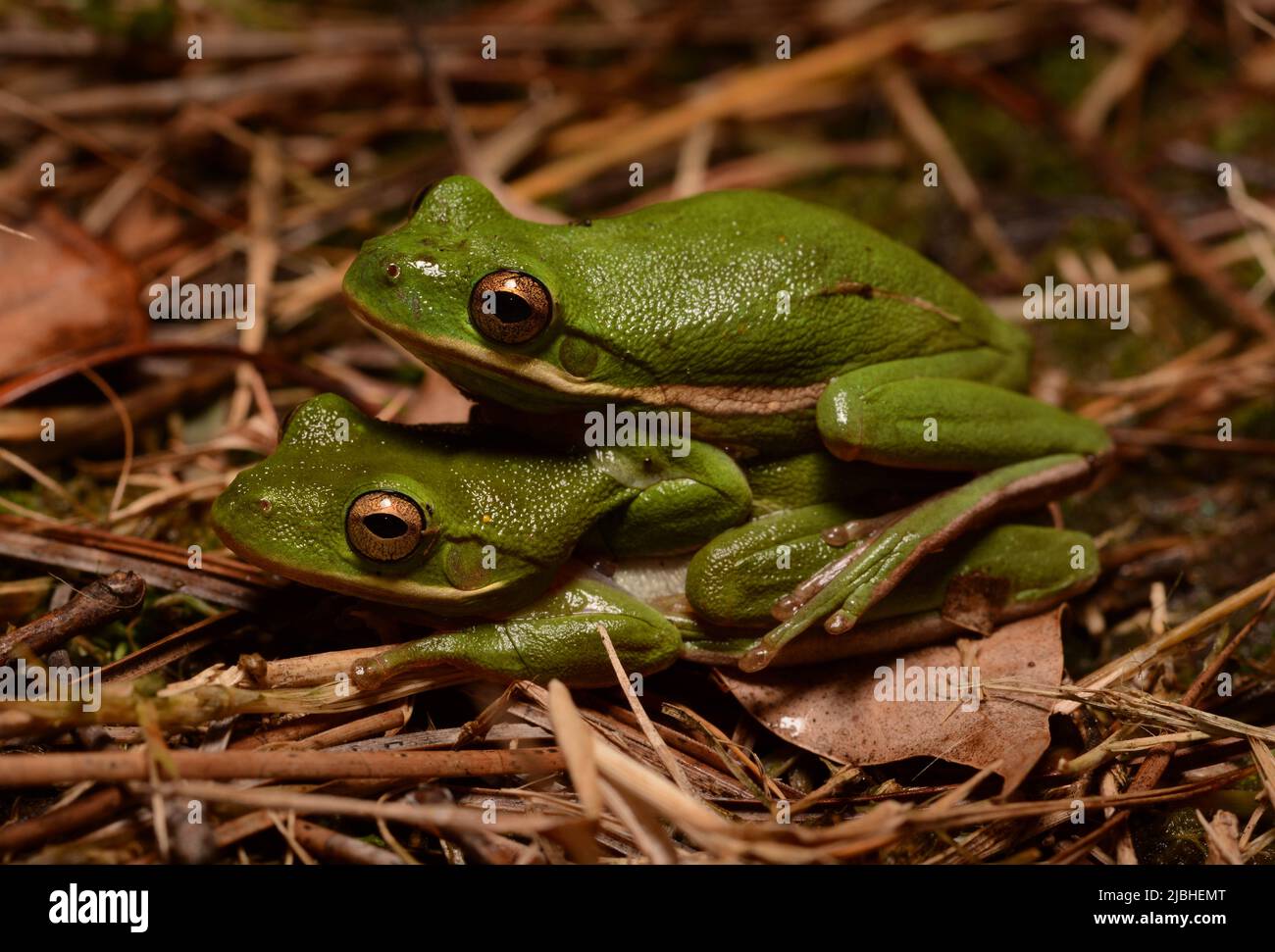 Adult male and female American Green Treefrogs (Hyla cinerea) in amplexus near a breeding pond in Walton County, Florida, USA. Stock Photo