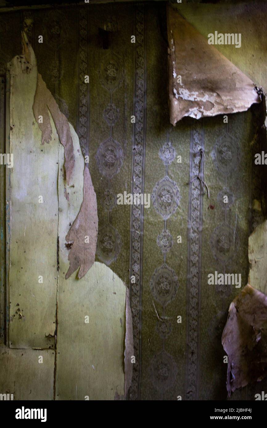 Abandoned wooden manor lost in the woods, ripped wallpaper Stock Photo