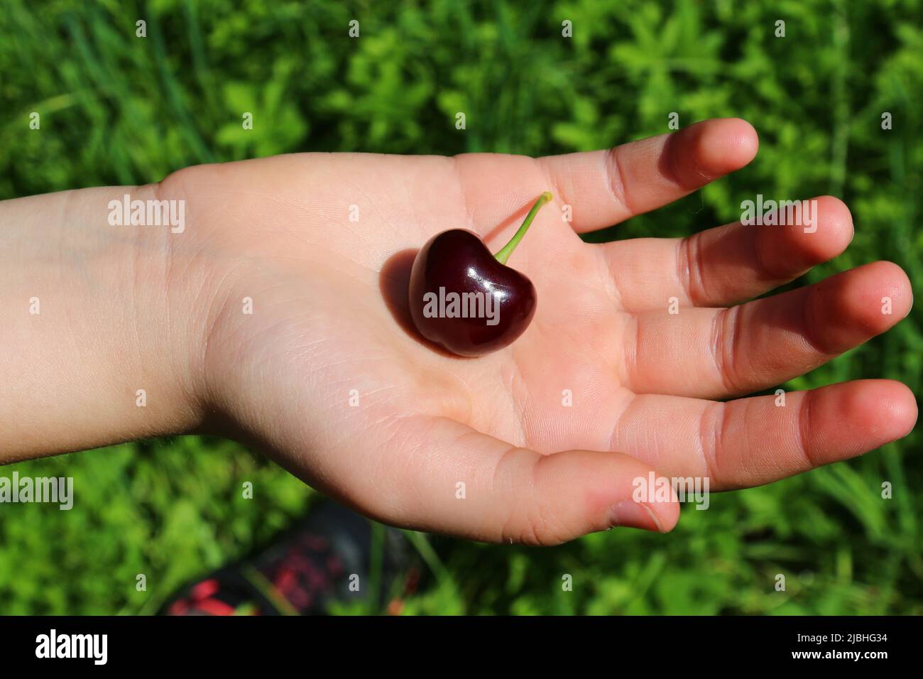 Vignola cherries, fresh ripe fruit in a hand, a typical Italian product Stock Photo