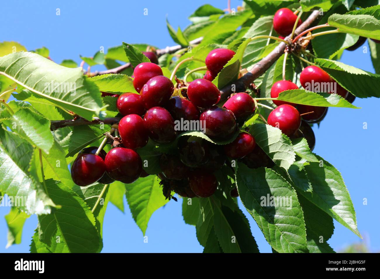 Vignola cherries, fresh ripe fruit still to be picked on the tree, a typical Italian product Stock Photo