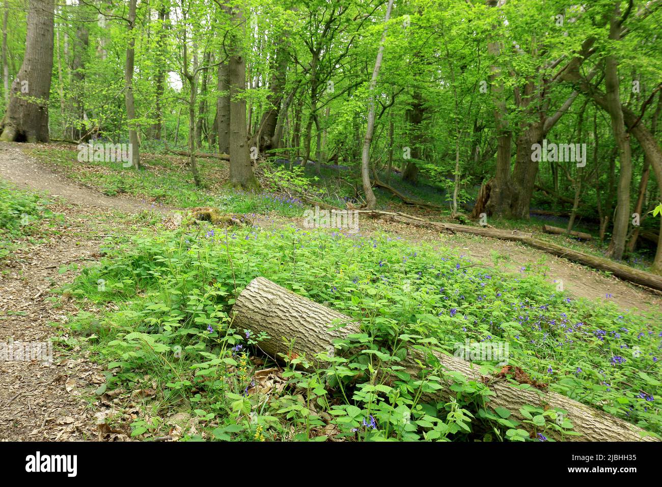 Park scenic pathways hi-res stock photography and images - Alamy