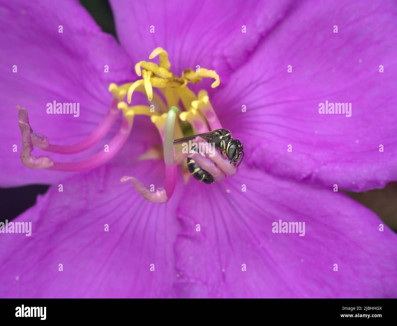 small carpenter bees sucking wild flower nectar Stock Photo Alamy
