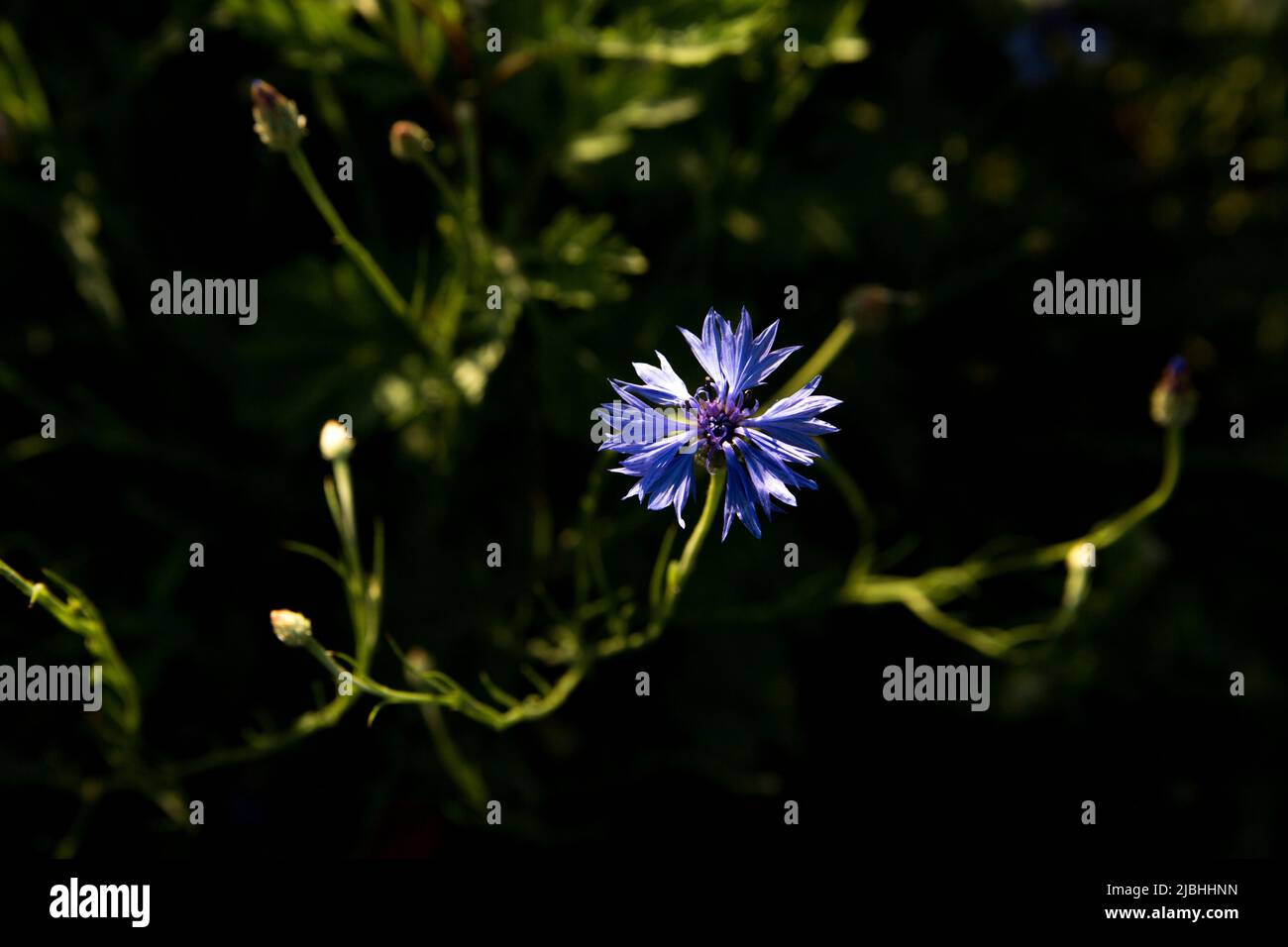 Blue cornflower on a field of wild flowers. Close-up. Stock Photo