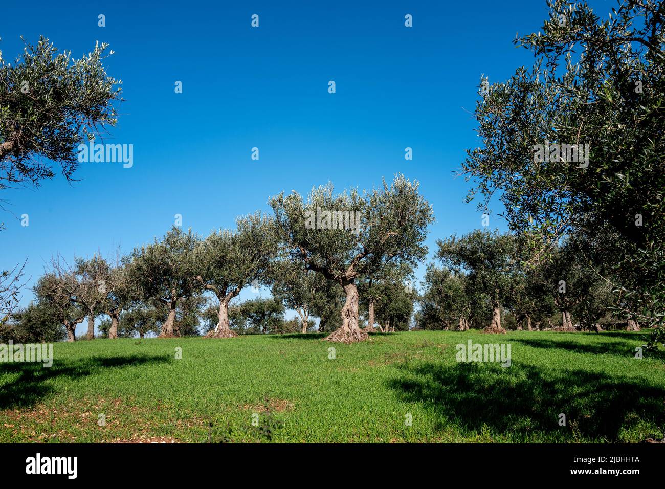 The city and area around the city of Alberobello, in Basilicata, Puglia