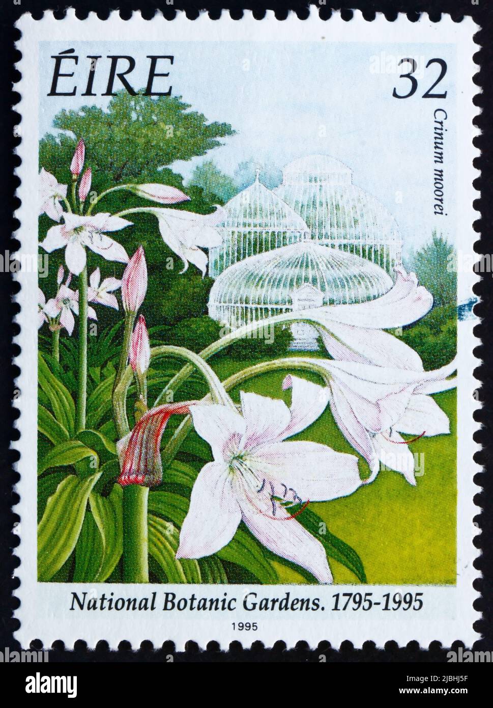 IRELAND - CIRCA 1995: a stamp printed in the Ireland shows Natal Lily, Crinum Moorei, Bicentennial of National Botanic Garden, circa 1995 Stock Photo