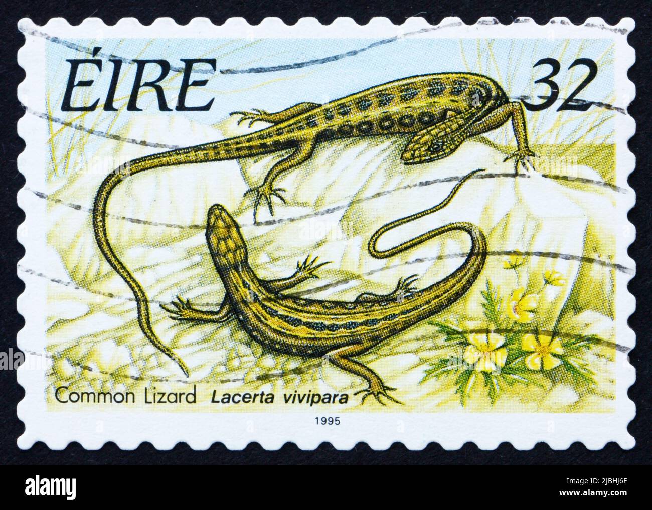 IRELAND CIRCA 1995 a stamp printed in the Ireland shows Common Lizard, Reptile, circa 1995