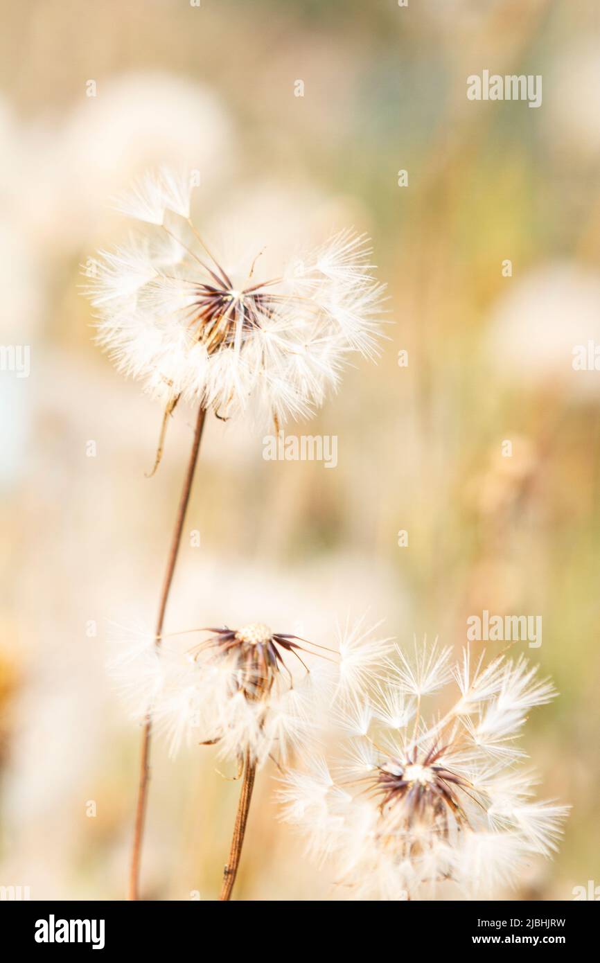 Dandelions gone to seed in the late summer. Stock Photo