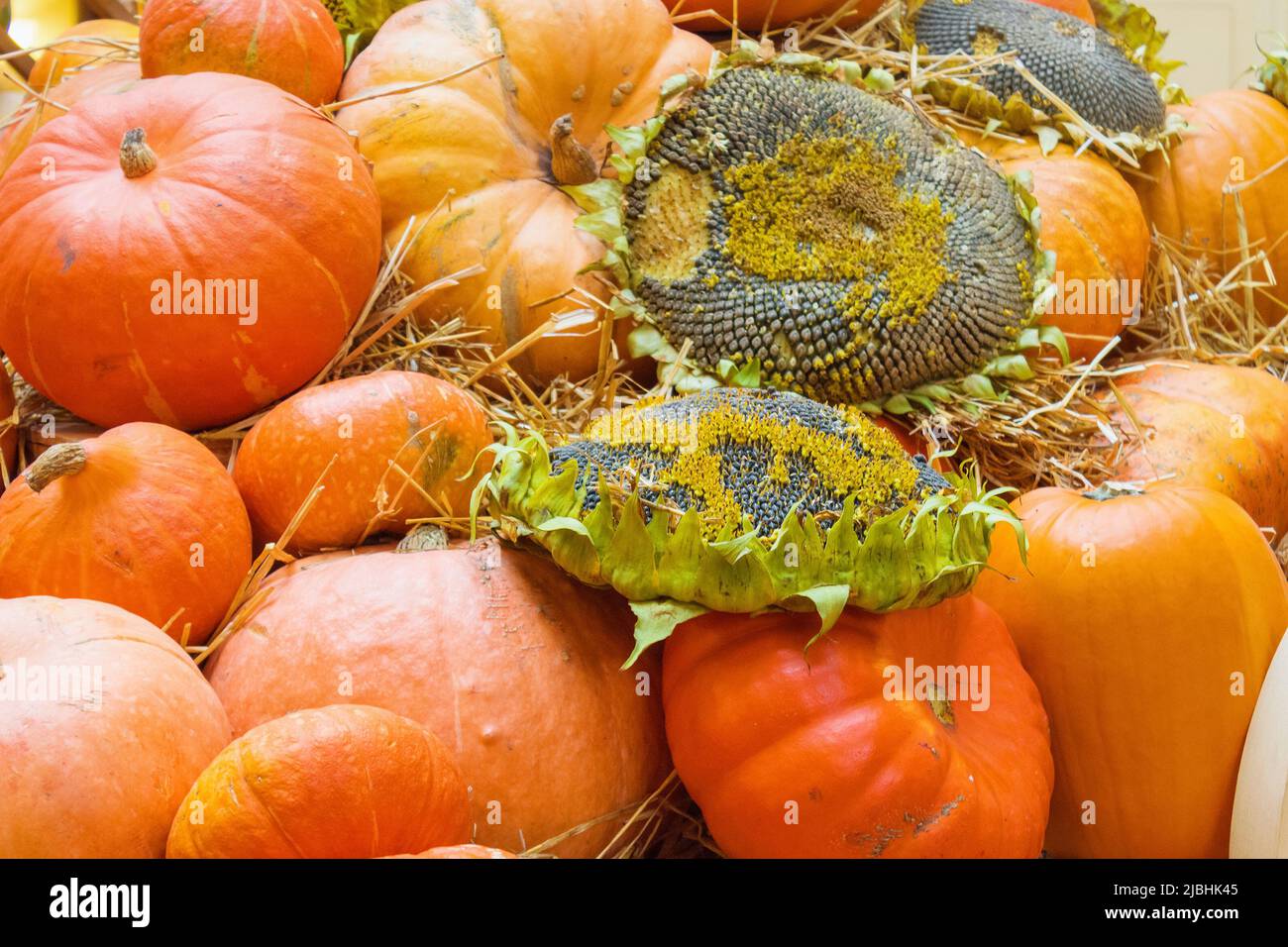 Sunflower squash hi-res stock photography and images - Alamy
