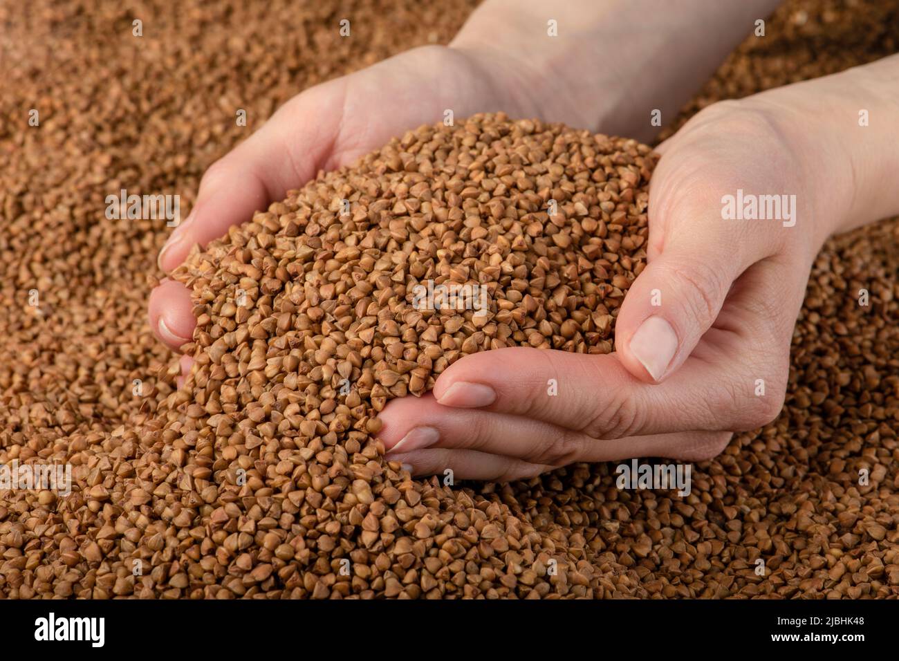 Buckwheat background, texture of buckwheat groats. Roasted buckwheat in
