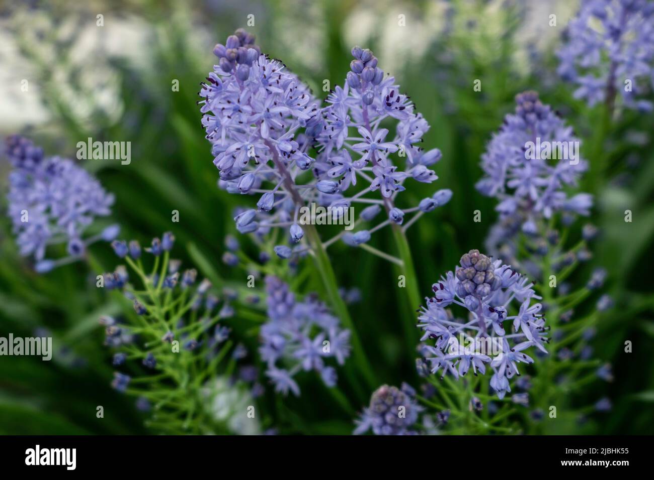 The blue flowers of  Scilla bithynica, in full bloom. Stock Photo