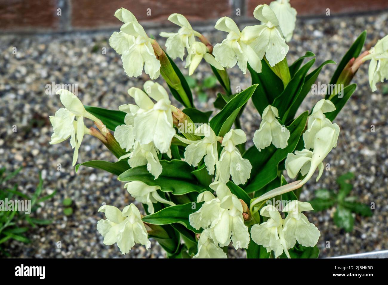 Roscoea cautleyoides, cautleya-flowered roscoearoscoea, perennial plant of the ginger family perennial herbaceous plant. Stock Photo