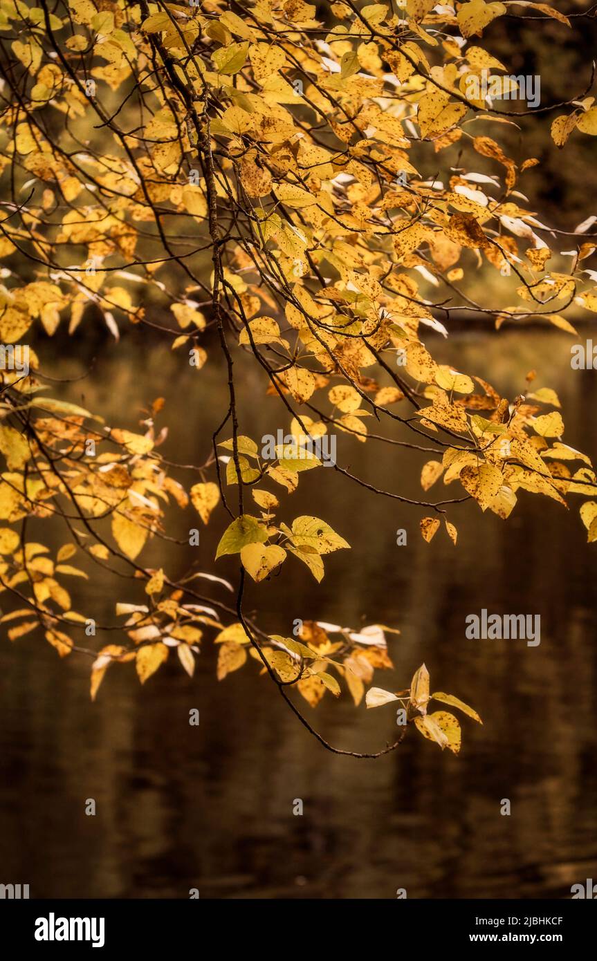 Overhanging yellow leaves hi-res stock photography and images - Alamy