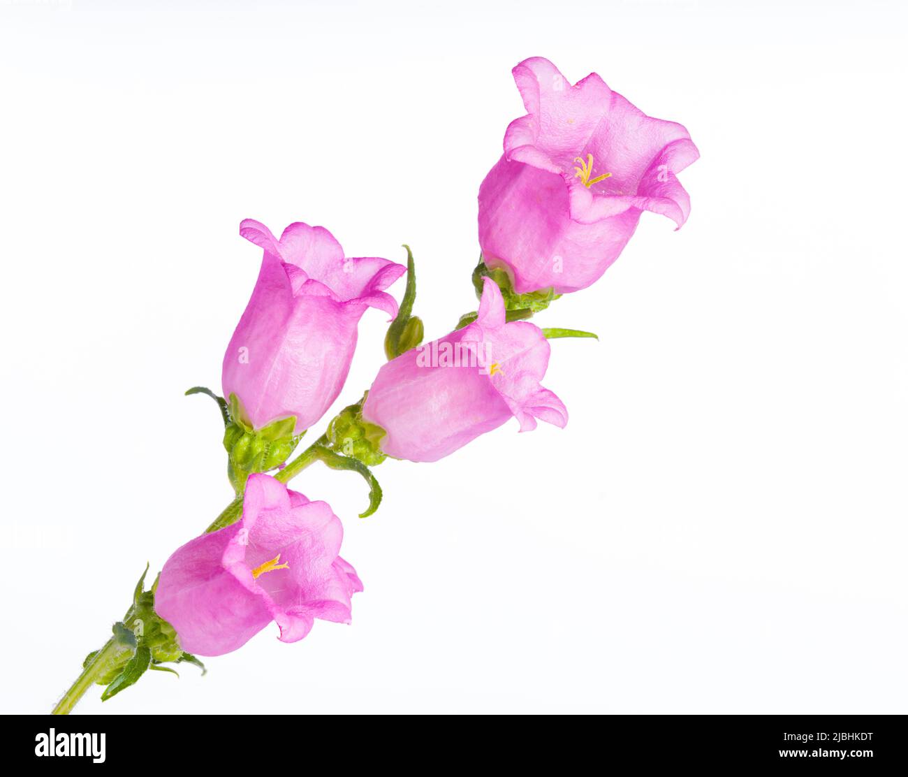 Close-up of pink Campanula medium. Canterbury bells flowers isolated white background. It represents gratitude, faith and constancy. Stock Photo