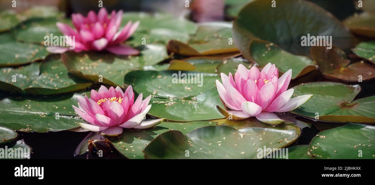 Red Water Lily Flowering Aquatic Plants for the Pond Pond Plants Pond Plant 