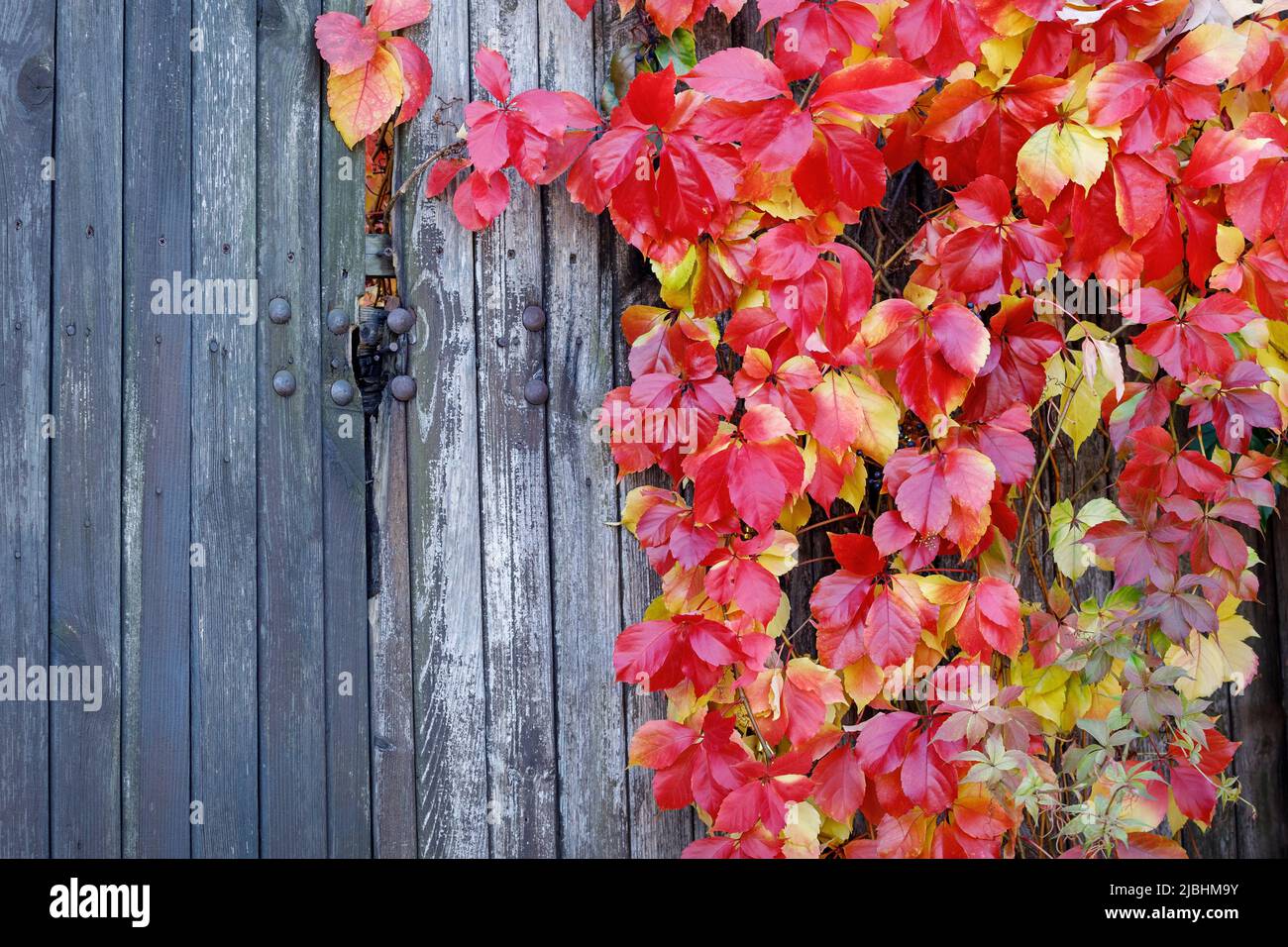 Beautiful plant with red autumn leaves on wooden old board fence. There is free space for text in the image. Stock Photo
