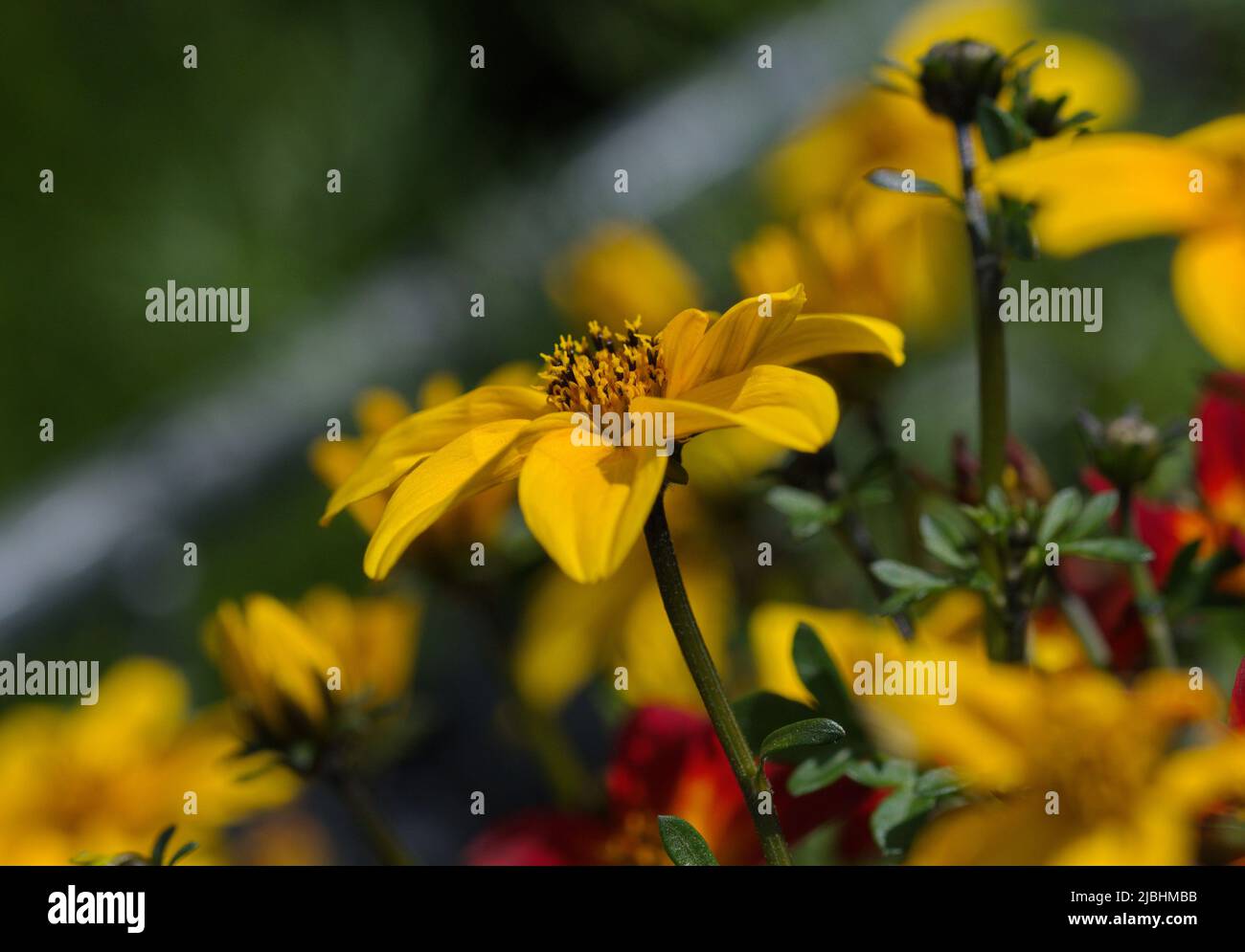 Garden macro photography hi-res stock photography and images - Alamy