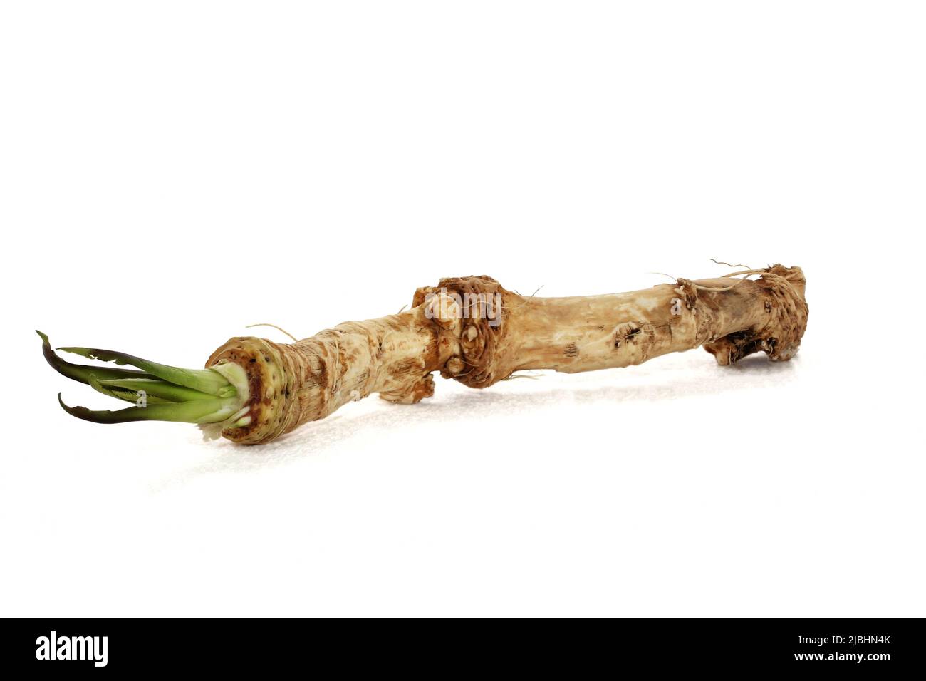Full horseradish root isolated on white background Stock Photo
