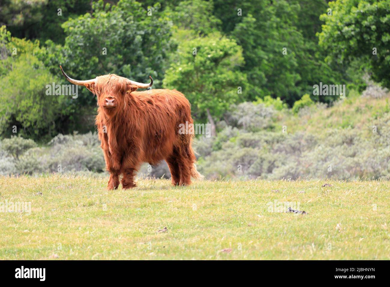 Scottish Highlander or Highland cattle on dunes in North Holland. The