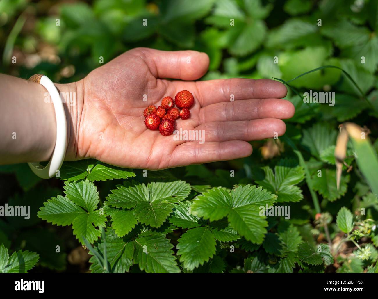 Freshly picked wild strawberries in hand, selective focus Stock Photo