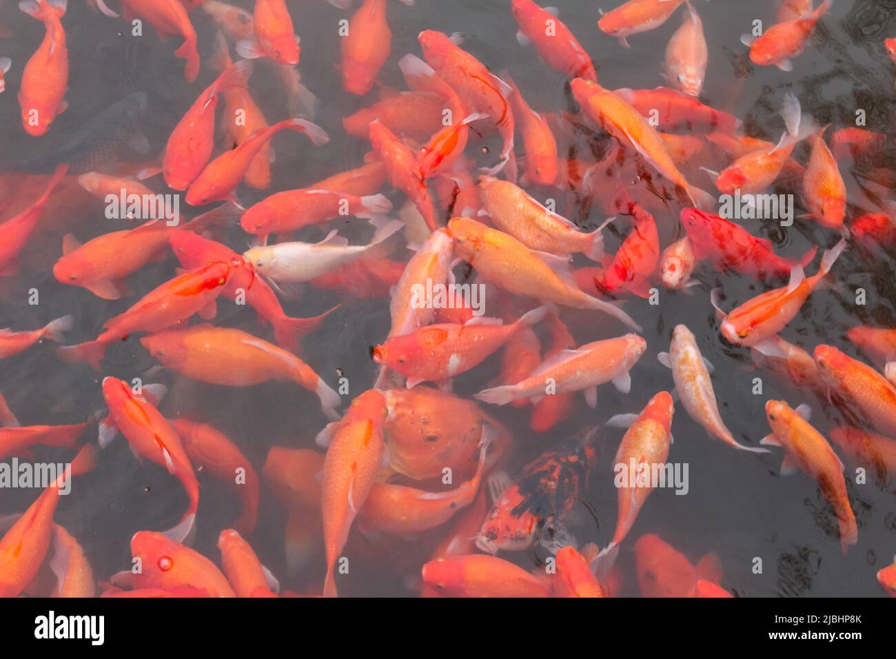Red carp fish. Stock Photo