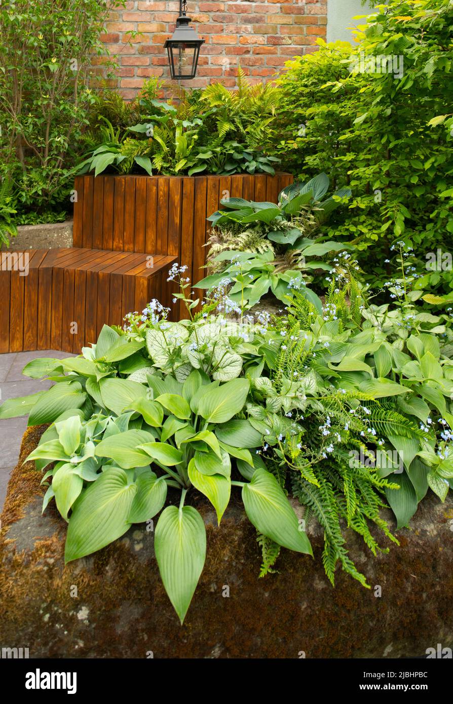 Hosta ‘Devon Green’, Hosta ‘Blue Mouse Ears’ and Brunnera macrophylla ‘Jack Frost’ and Dryopteris filix-mas linearis in a stone planter in the  Enchan Stock Photo
