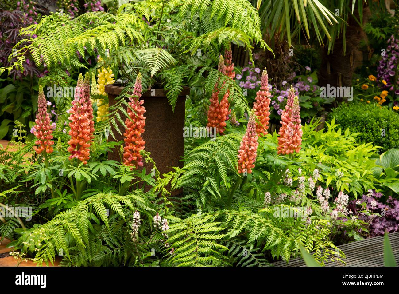 Lupinus ‘Towering Inferno’ surrounded by Dryopteris filix-mas in the Kingston Maurward Space Within Garden designed by Michelle Brown Stock Photo