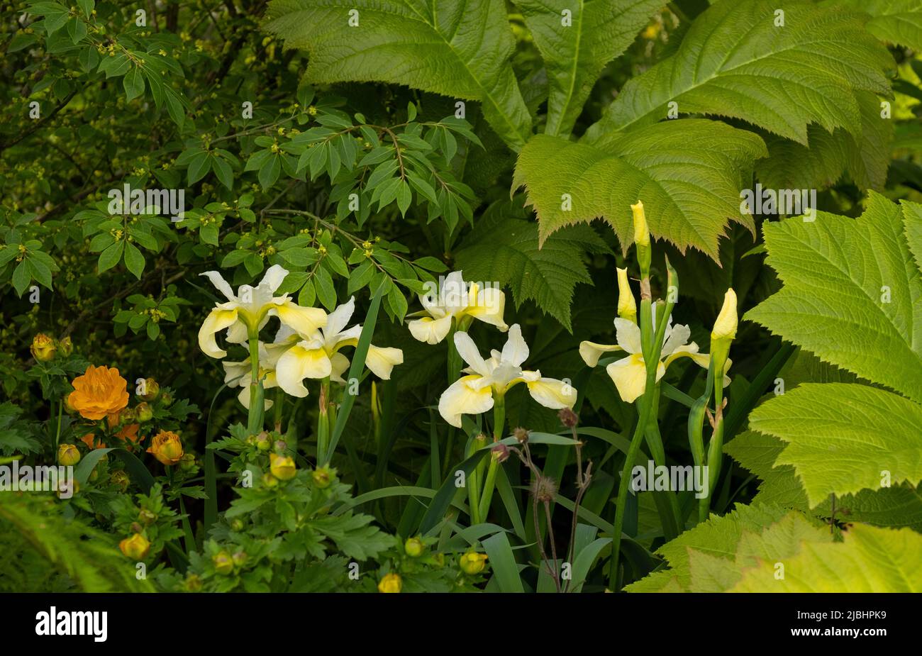 Iris sibirica ‘Butter and Sugar’ in the Medite Smartply Garden designed by Sarah Eberle Stock Photo