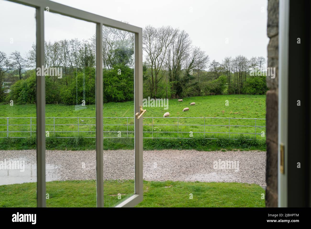 Sheep in a field of grass with trees seen through an open window on a wet day. Stock Photo