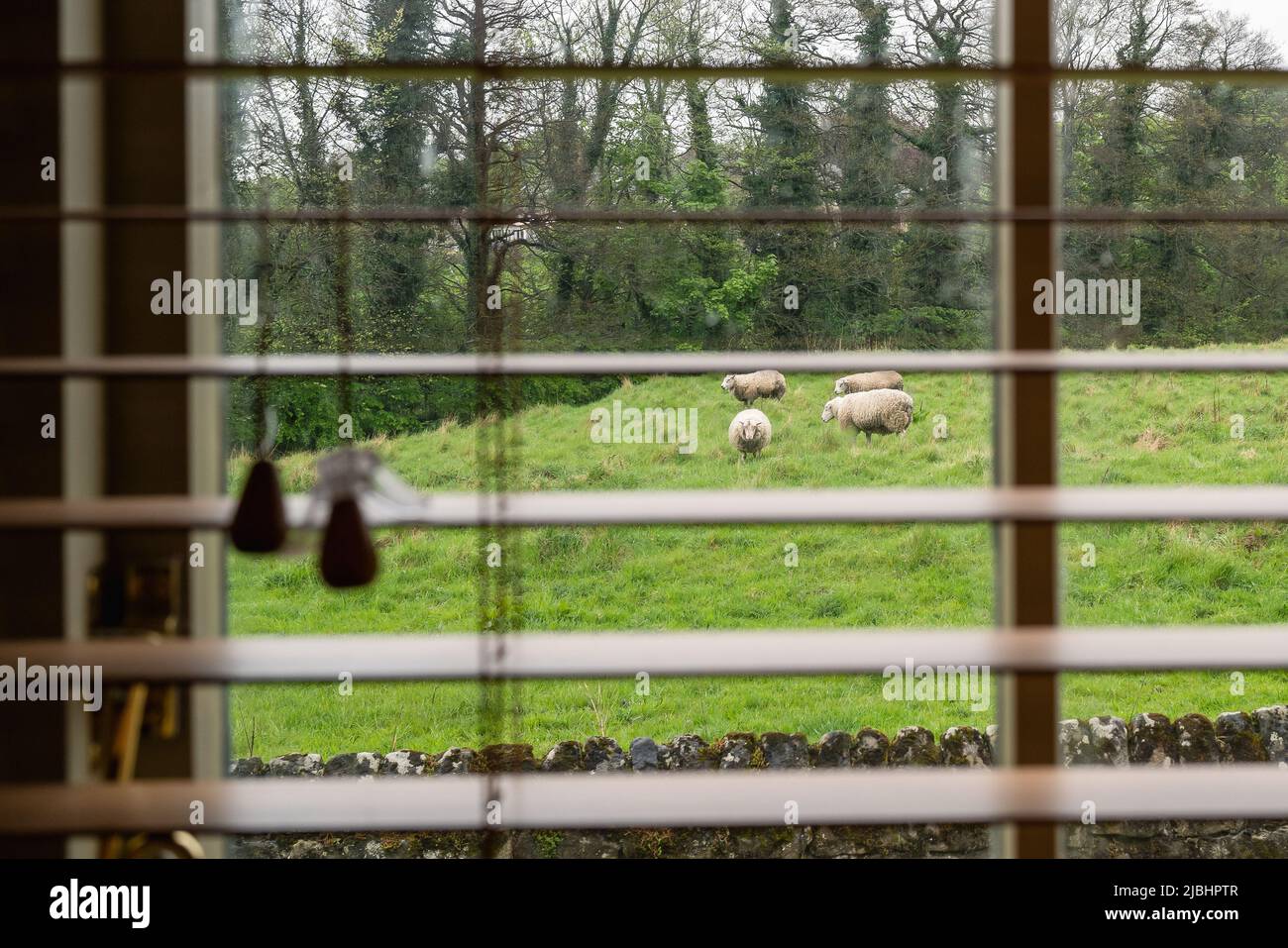 Sheep seen on grass through a wet window with blurred wet points. The window has defocused horizontal slat blinds and cords with handles Stock Photo