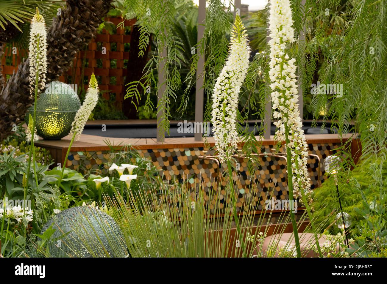 Eremurus himalaicus,  - Foxtail Lily next to a jacuzzi in the Out of the Shadows Garden a contemorary Sanctuary Garden designed by Kate Gould. Stock Photo