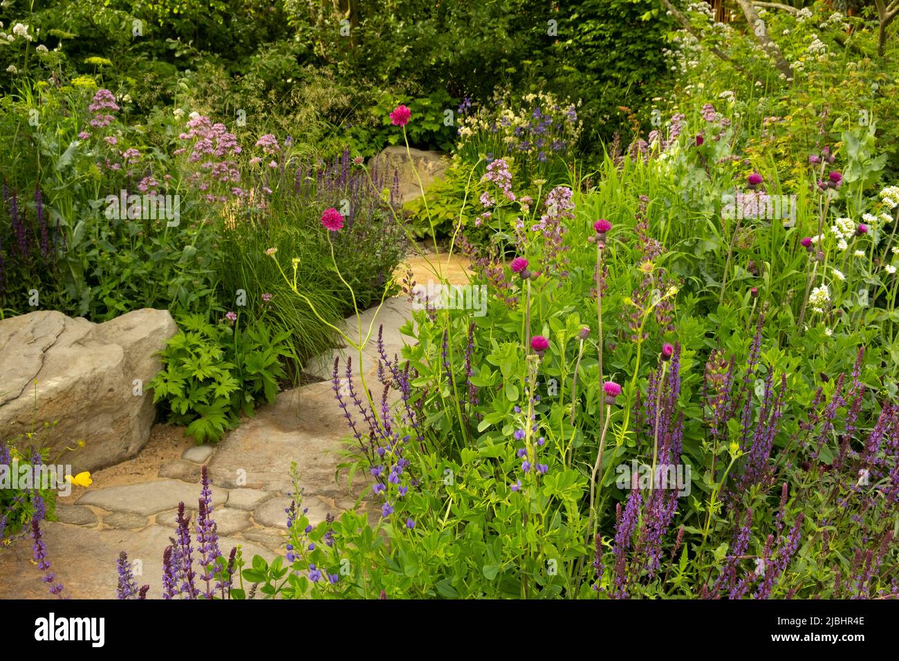 A stone path through the  Place 2be Securing Tomorrow Garden designed by Jamie Butterworth to promote children’s mental health planted with Salvia nem Stock Photo
