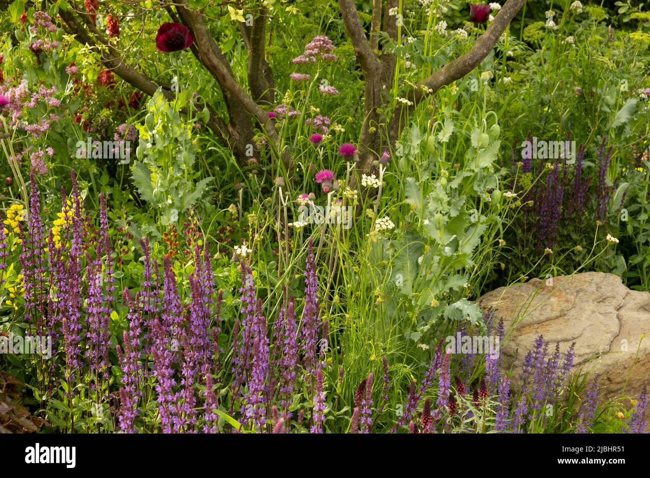 A close-up of planting in the Place2be Securing Tomorrow Garden designed by Jamie Butterworth to promote children’s mental health.  Plants include: Ci Stock Photo