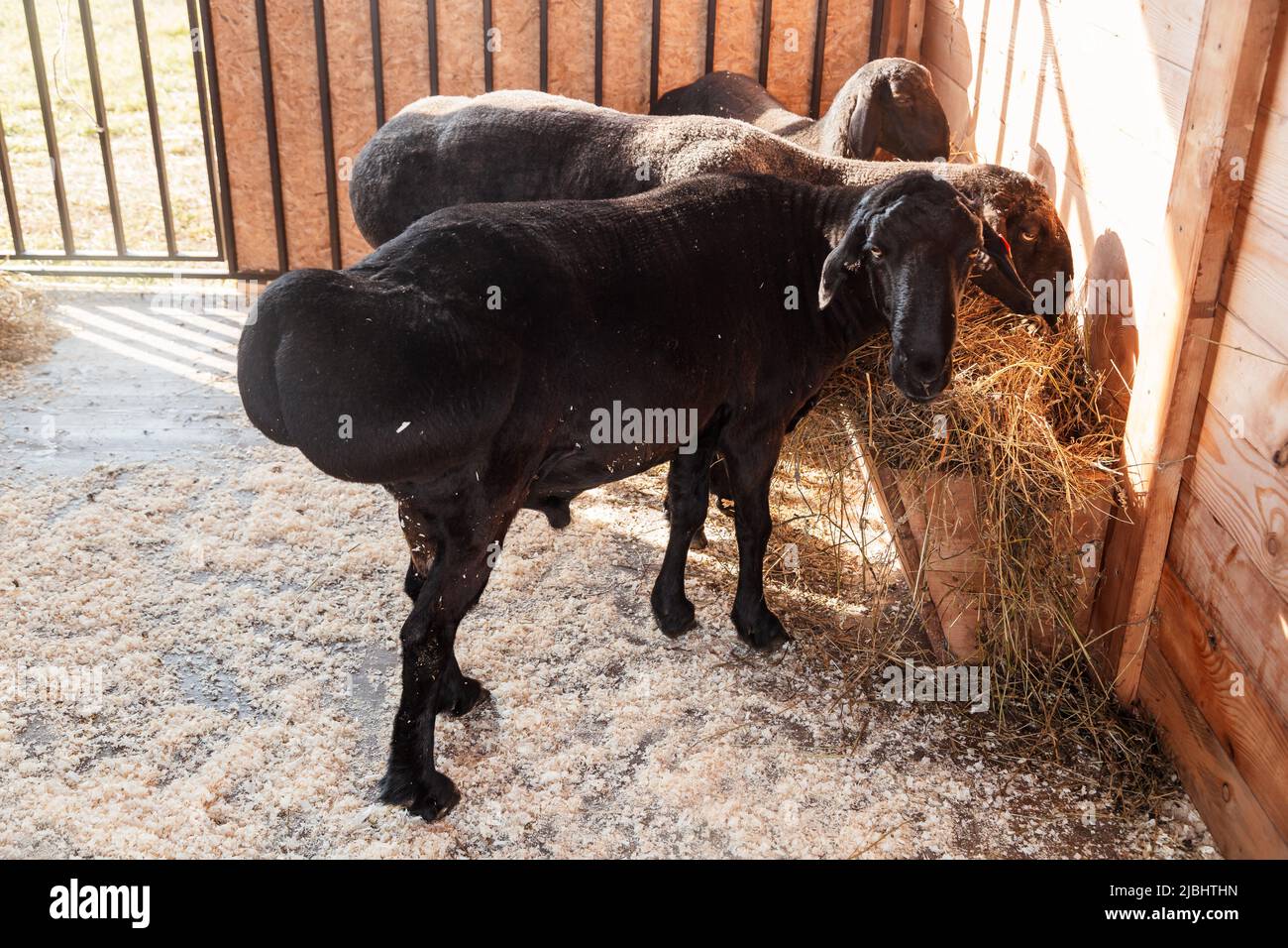 30+ Tail Fat Of Lamb Stock Photos, Pictures & Royalty-Free Images - iStock