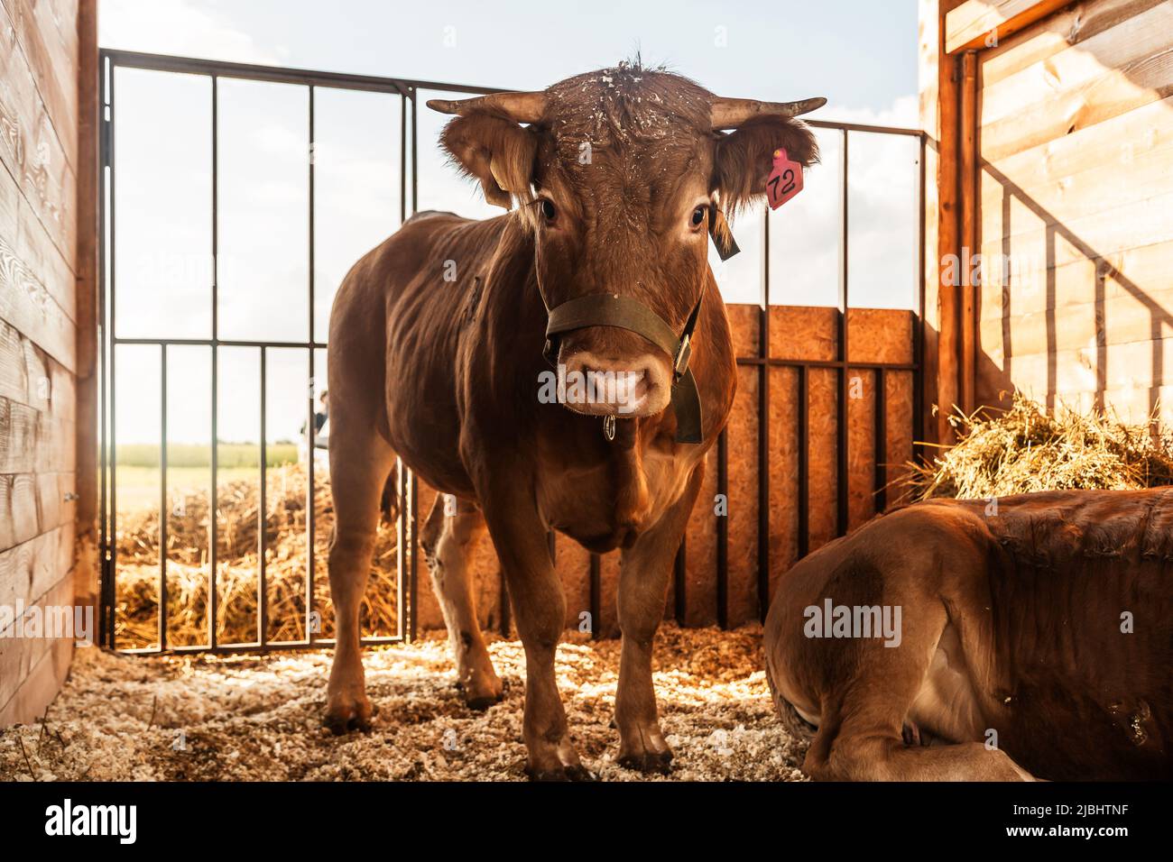 Portrait of a cow with a calf in the farm Stock Photo - Alamy