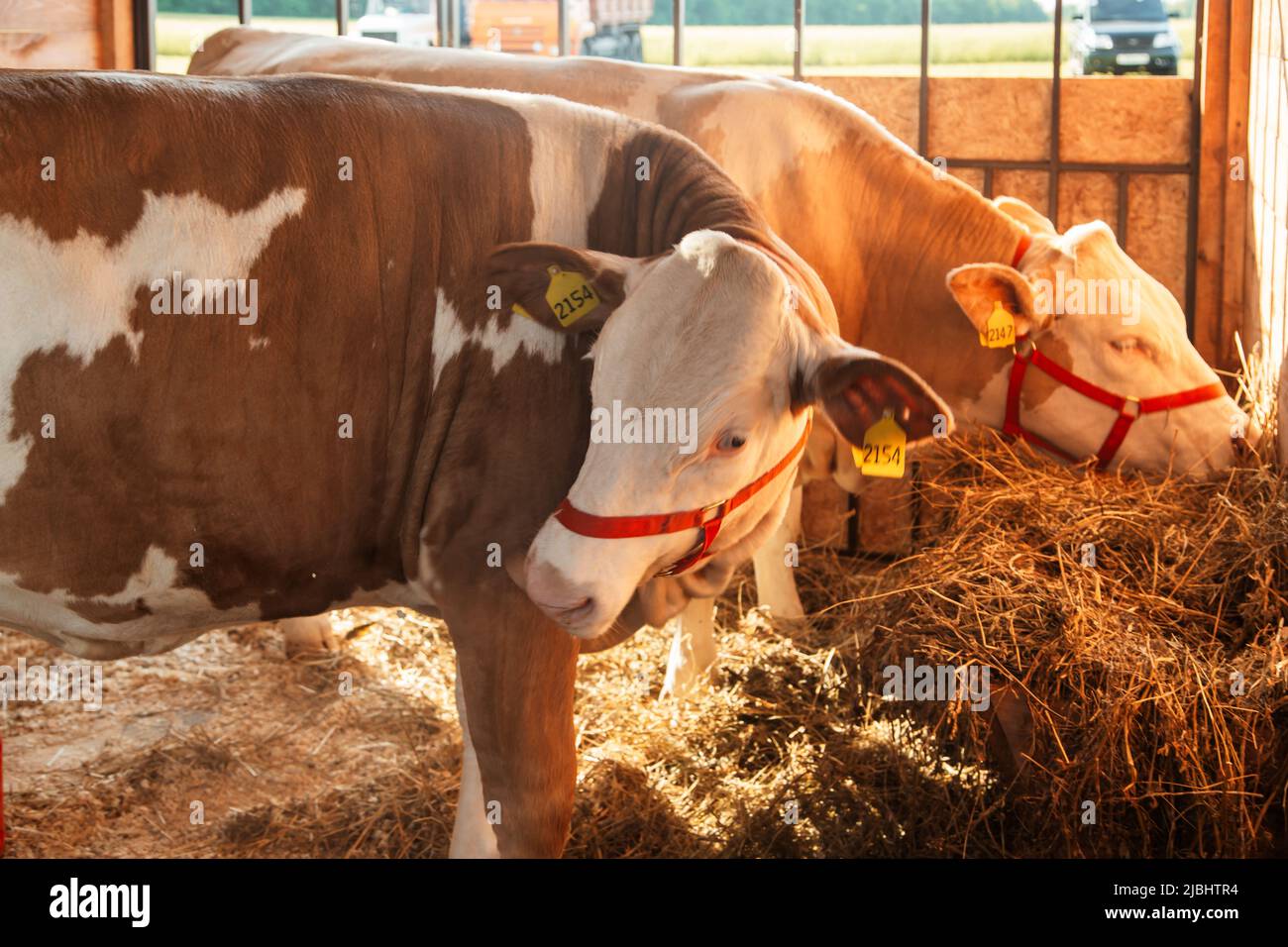 Portrait of a cow with a calf in the farm Stock Photo - Alamy